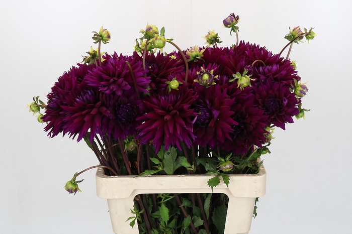<h4>Dahlia Ambition</h4>