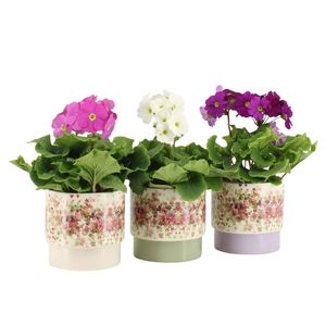 7501440: Solutionss Consideration