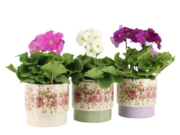 <h4>7501440: Solutionss Consideration</h4>