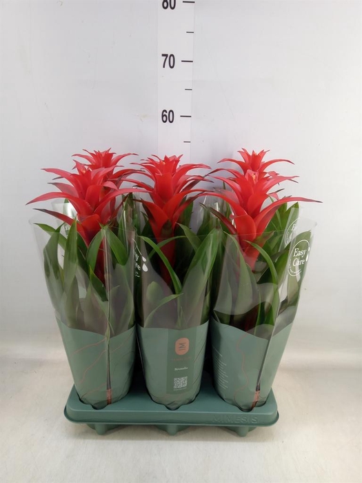 <h4>Guzmania  'Calypso'</h4>