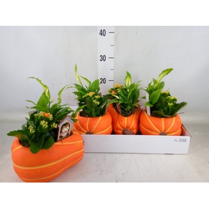 Arr.   Planten L%