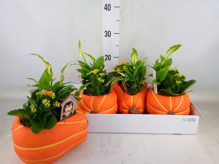 <h4>Arr.   Planten L%</h4>