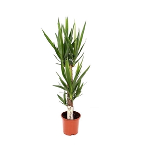 YUCCA