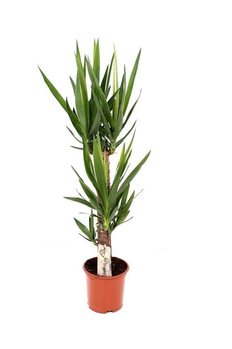 <h4>YUCCA</h4>