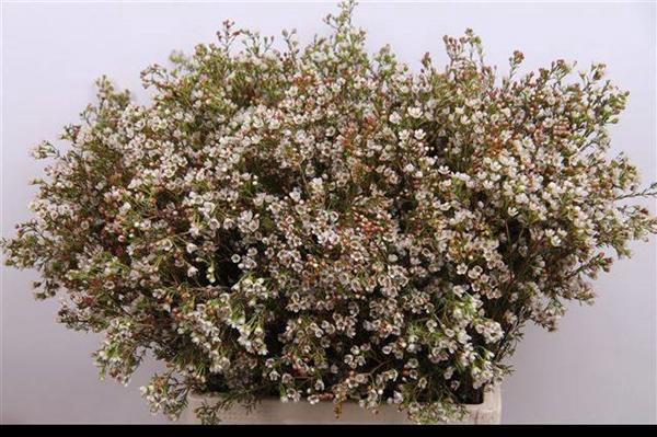 <h4>CHAME BLONDIE</h4>