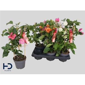 BOUGAINV OV