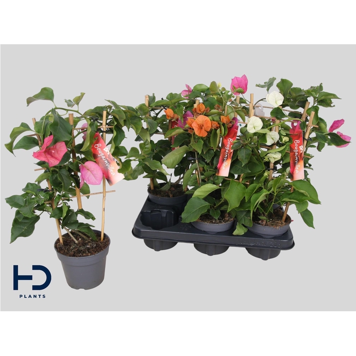 <h4>BOUGAINV OV</h4>