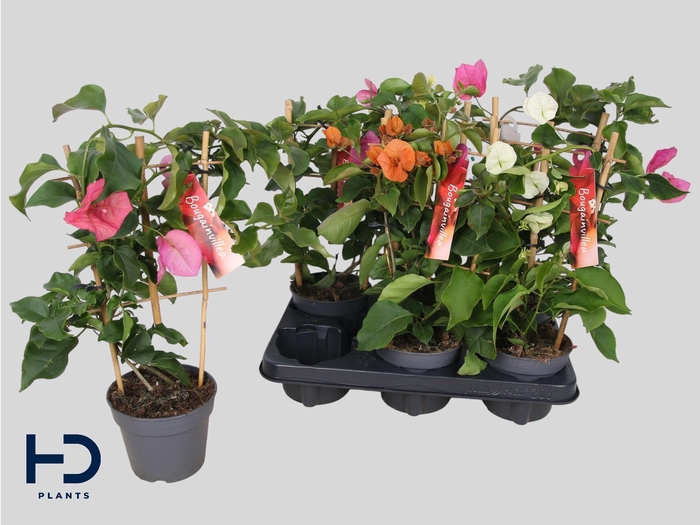 <h4>BOUGAINV OV</h4>