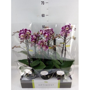 Phalaenopsis multi. 'Bubbles'
