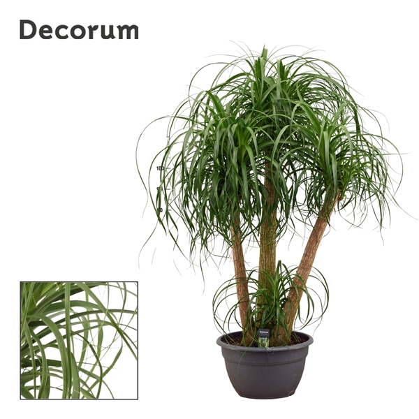 Beaucarnea vertakt 40 cm (Decorum)