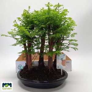 BONSAI OV