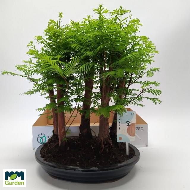 <h4>BONSAI OV</h4>