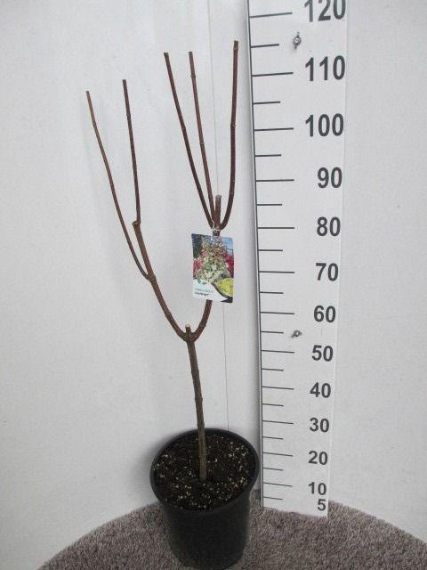 <h4>HYDR PANICULATA</h4>