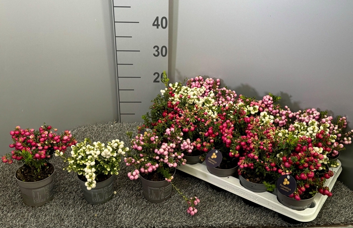 <h4>Pernettya mix in tray middel</h4>