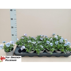 VIOLA CORNUTA TW MARINA