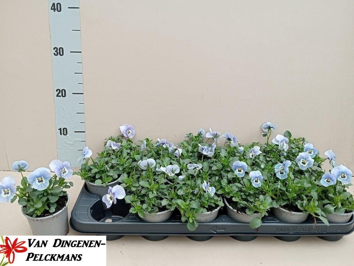 <h4>VIOLA CORNUTA TW MARINA</h4>