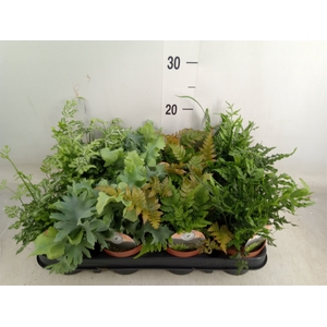 Ferns   ...mix