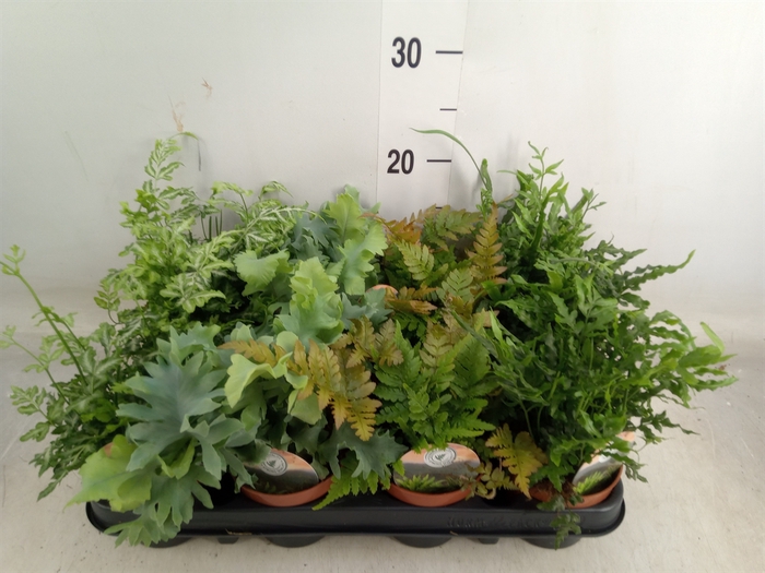 <h4>Ferns   ...mix</h4>