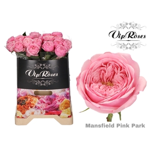 R KL PINK MANSFI PARK