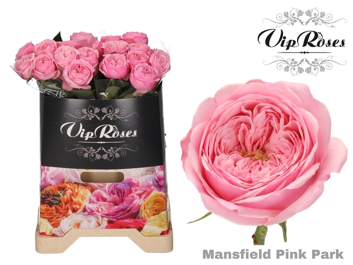 R KL PINK MANSFI PARK
