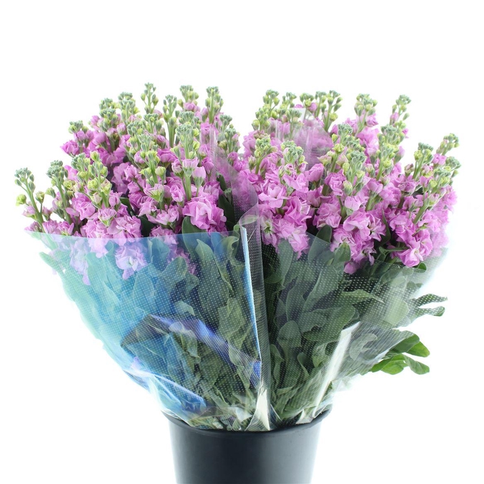 <h4>Matth Incana Iron Rose Pink Super</h4>