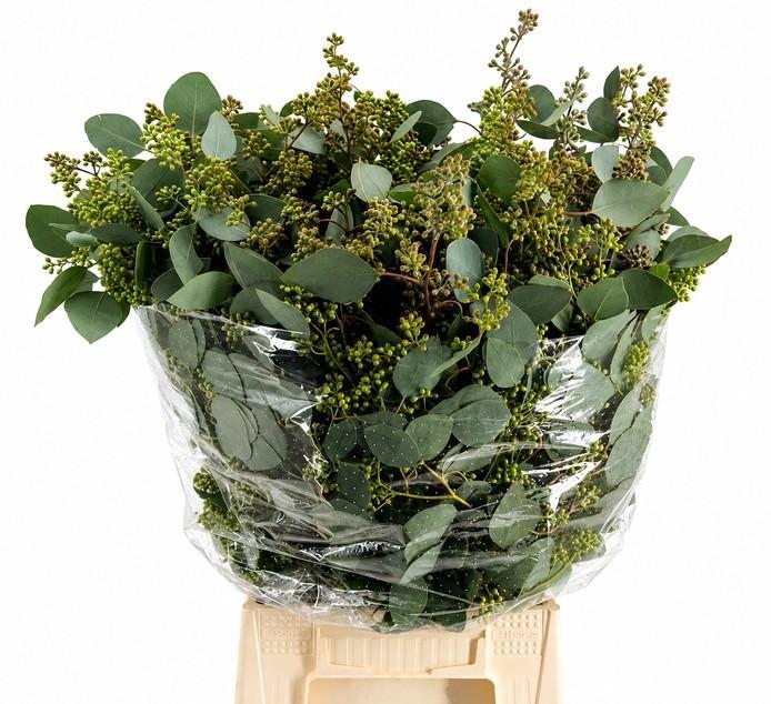 <h4>EUC. POPULUS BES 300 GR</h4>