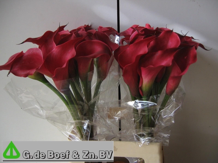 <h4>ZANT OV</h4>