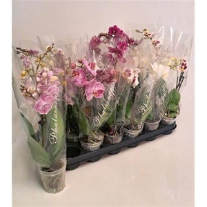 Phal Gem 4 Kl