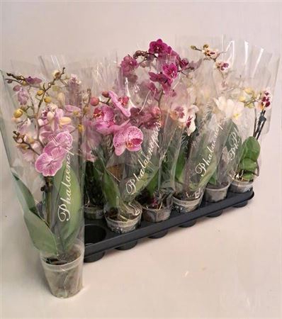 <h4>Phal Gem 4 Kl</h4>