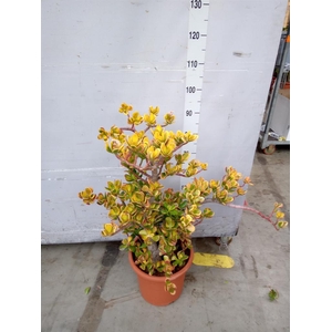 Crassula ovata 'Sunset'