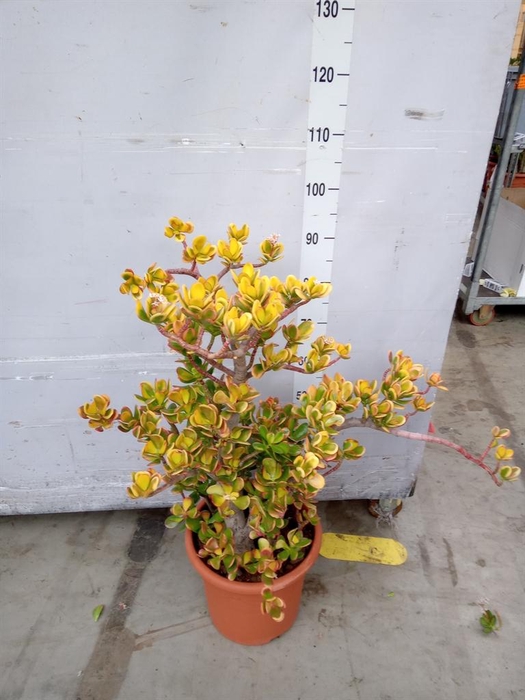 <h4>Crassula ovata 'Sunset'</h4>