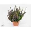 Calluna vulg. 'High Five'   ...mix