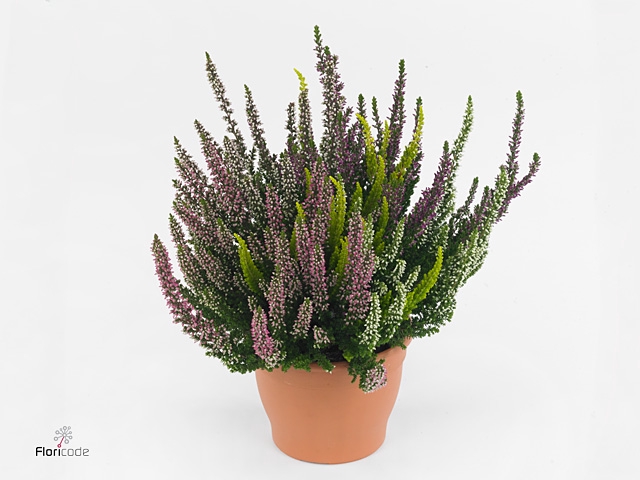 Calluna vulg. 'High Five'   ...mix