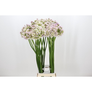 Allium Rosy Bells