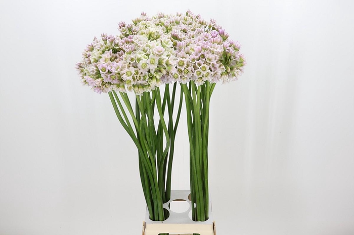 <h4>Allium Rosy Bells</h4>