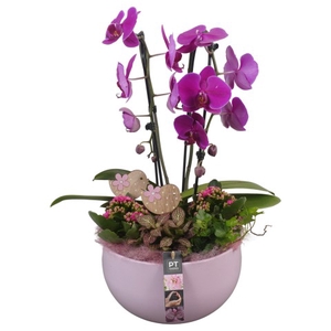 PTIB6322 Arrangementen kamerplanten