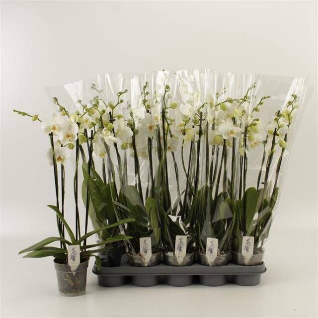 <h4>PHAL OV WIT</h4>