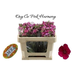 Oxypetalum coer. 'Pink Harmony'