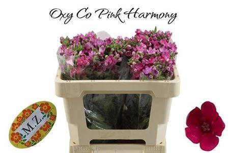 <h4>Oxypetalum coer. 'Pink Harmony'</h4>