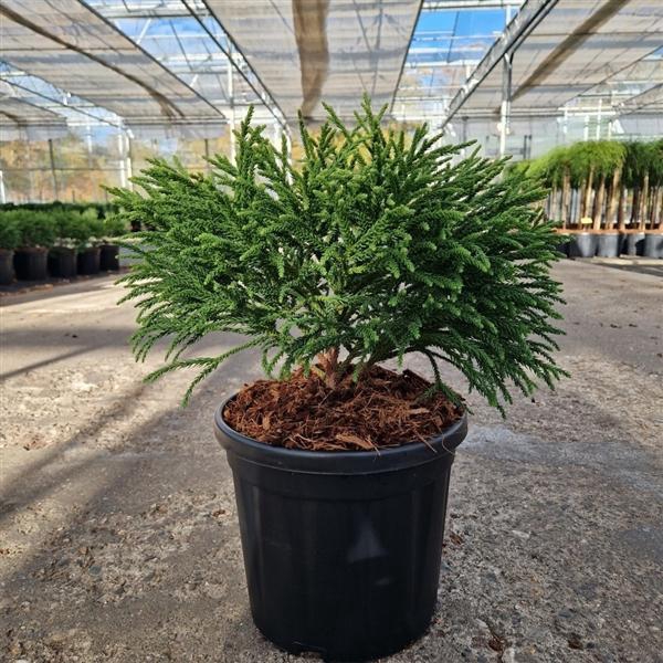 <h4>Cryptomeria jap. 'Little Champion'</h4>