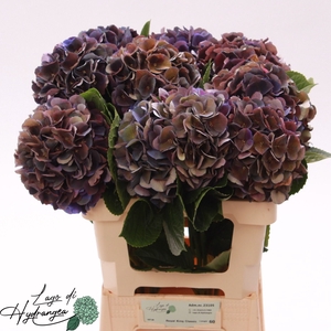 Hydr Royal King Classic De Munck