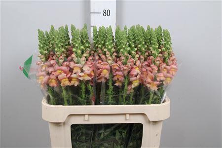 <h4>Antirrhinum majus 'Toulon Apricot'</h4>