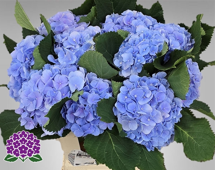<h4>HYDR M CH VERENA BL</h4>