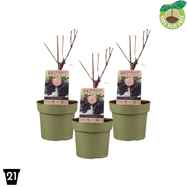 <h4>Vitis vinifera 'Vanessa', P21 op stam (pitloos)</h4>