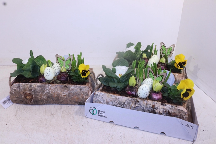 <h4>ARR TUINPLANTEN</h4>