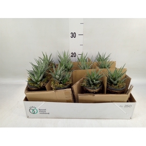 Arr.   Kamerplant Groen L%