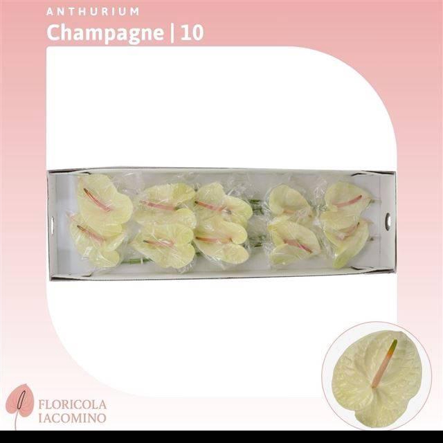 <h4>ANTH A CHAMPAGNE</h4>