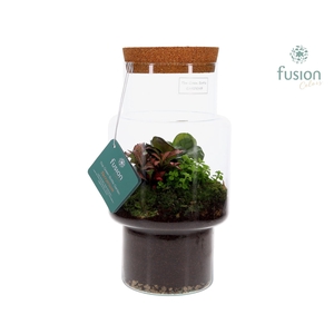 Green Bottle Sara Medium met Terrarium arrangement