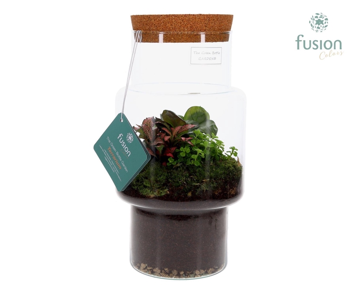 <h4>Green Bottle Sara Medium met Terrarium arrangement</h4>