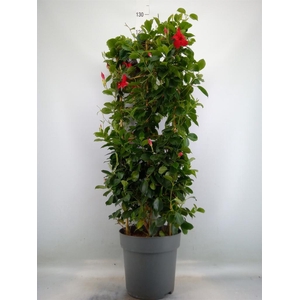 Mandevilla am. 'Sundav Red'